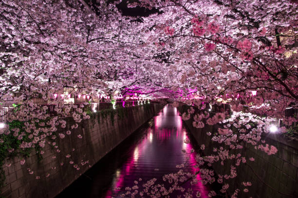 istock Cherry blossom at Nake merugo station 697688356