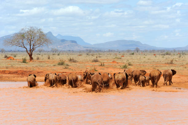 istock Elephant in National park of Kenya 697689004