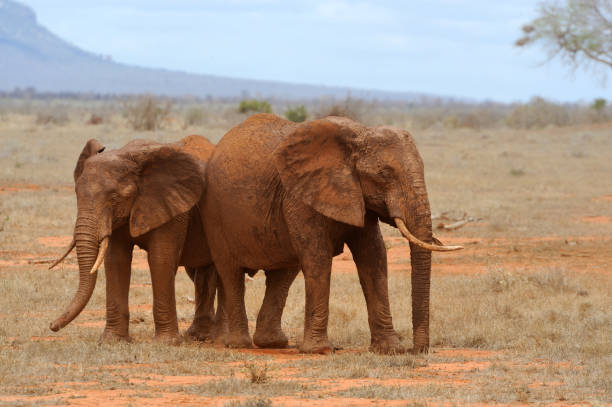 istock Elephant in National park of Kenya 697689036