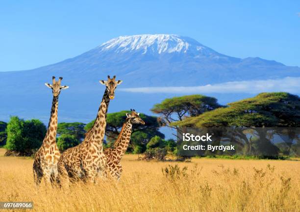 Tres Jirafas En El Parque Nacional De Kenia Foto de stock y más banco de imágenes de Kenia - Kenia, Safari, Monte Kilimanjaro