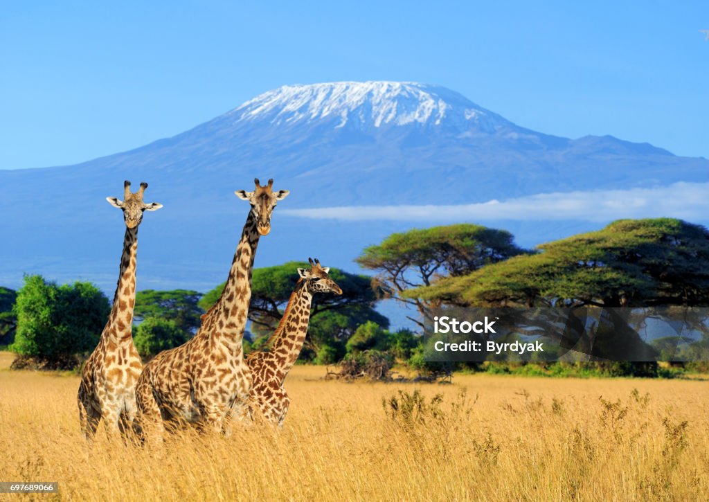 Three giraffe in National park of Kenya Three giraffe on Kilimanjaro mount background in National park of Kenya, Africa Kenya Stock Photo