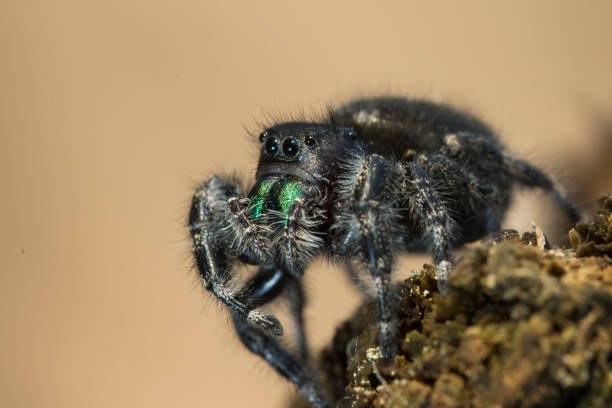daring jumping spider, or bold jumping spider Phidippus audax - daring jumping spider, or bold jumping spider jumping spider photos stock pictures, royalty-free photos & images