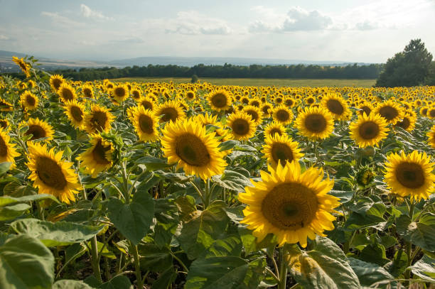 istock Blooming sunflower and the blue sky. 697691816