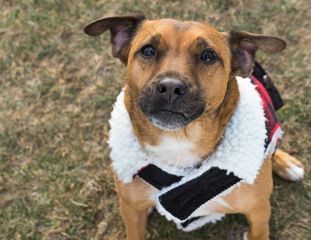 istock Red the Dog in a sweater 697695302