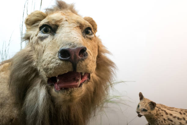 view from Belgium Europe Portrait of a stuffed lion with its mouth slightly open, close up. stuffed animal isolated colour picture taxidermy cat stock pictures, royalty-free photos & images