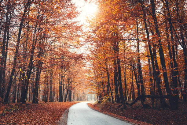 istock Colorful Autumn Road 697696468