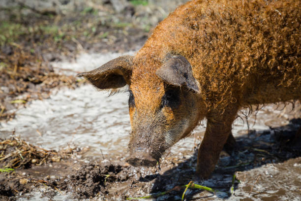 mangalica porco - poke weed - fotografias e filmes do acervo