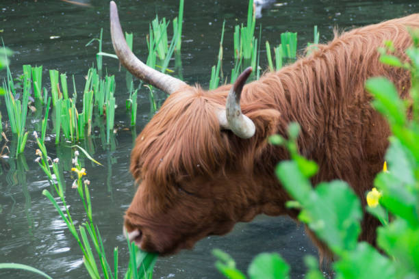 scottish highland cattle in pond - snif imagens e fotografias de stock