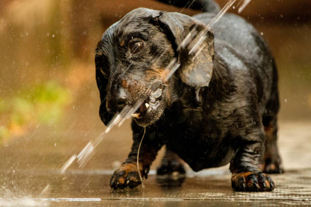 bassotto in miniatura che gioca con l'acqua - pets dachshund dog running foto e immagini stock