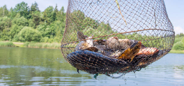 dead fish in contaminated river after chemical accident