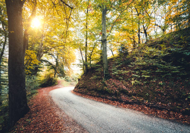 Country road through the autumn forest.