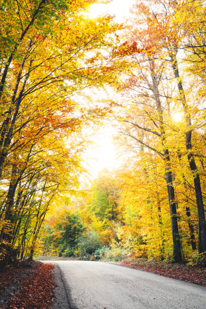 istock Colorful Country Road 697702474