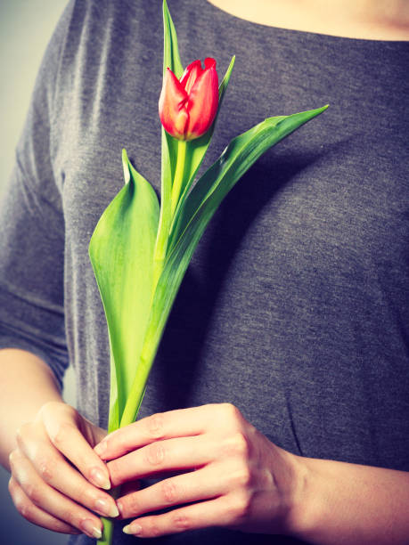istock Female holding red flower. 697702530