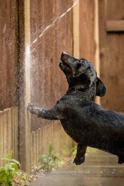 istock Miniature Dachshund Playing With Water 697702710