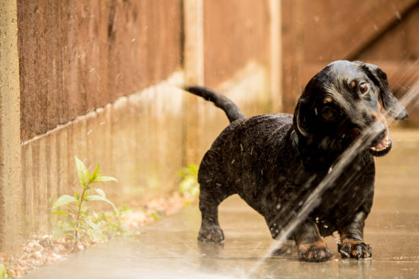istock Miniature Dachshund Playing With Water 697702788