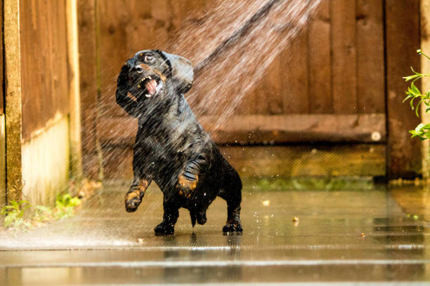 bassotto in miniatura che gioca con l'acqua - pets dachshund dog running foto e immagini stock