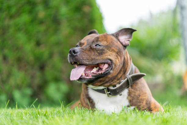 Vertical photo of staffordshire bull terrier on grass field with wide open mouth and tongue. Very soft focus on nose. Background green bokeh. Vertical photo of staffordshire bull terrier on grass field with wide open mouth and tongue. Very soft focus on nose. Background green bokeh. american stafford pitbull dog stock pictures, royalty-free photos & images