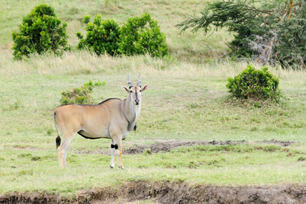 istock A Beautiful Giant Eland antelope in Savanna grassland 697706032