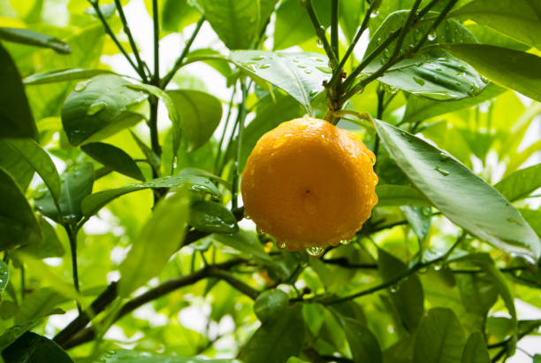 une petite orange avec de l’eau tombe sur la branche après la pluie, walldorf, allemagne. - nature rain crop europe photos et images de collection