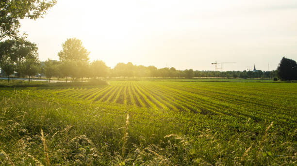 istock Corn field and a sunset, a view from an apple tree near the road, Walldorf, Germany. 697708616