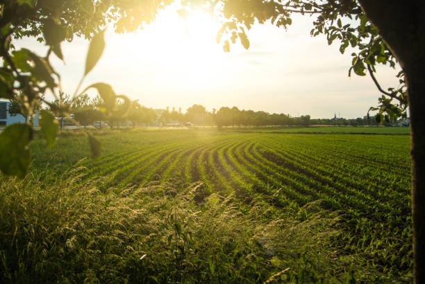 istock Corn field and a sunset, a view from an apple tree near the road, Walldorf, Germany. 697708634