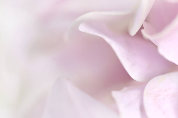 abstract flower petal background - close to moving up single flower flower imagens e fotografias de stock