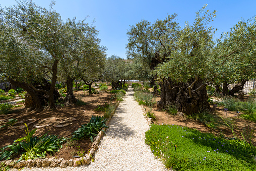 Old olive trees in the garden of Gethsemane on the mount of olives in Jerusalem. The garden of Gethsemane is next to the church of all nations
