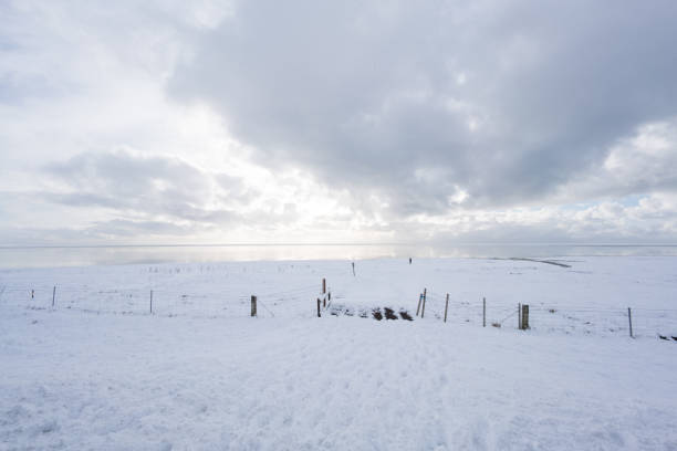 Yellow reed in a snowy winter landscape in the IJsseldelta region near Kampen in Overijssel during an overcast winter day.