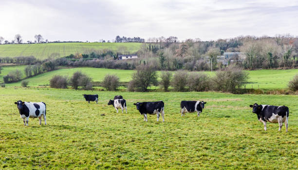 istock Black and white cows on the meadow 697716590