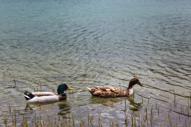 istock Wild ducks inhabit Blue and Green Lake. 697716670