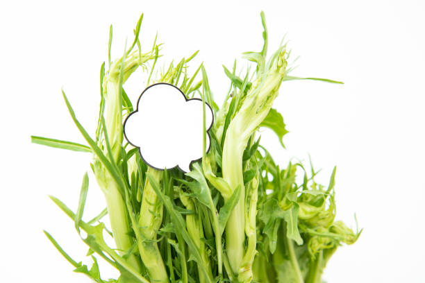 Puntarelle chicory and white label Bunch of fresh raw puntarelle chicory typical roman salad and  funny comic style label for market price puntarelle stock pictures, royalty-free photos & images