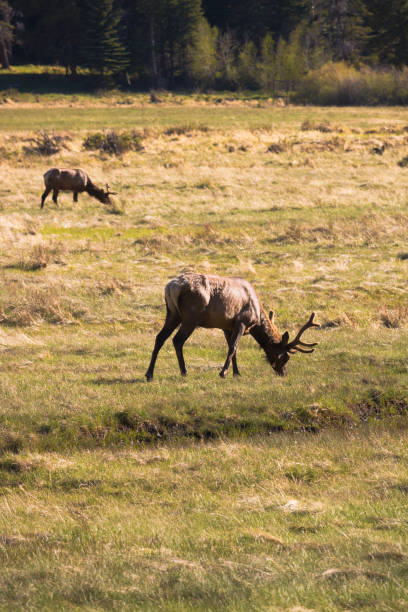 istock Elk at Rocky Mountain National Park 697722152