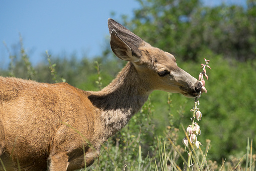 Rapidly eating the leathery yucca cactus blossoms, a wild mule deer female moves from plant to plant in Deer Creek Canyon Park, Littleton, Colorado.