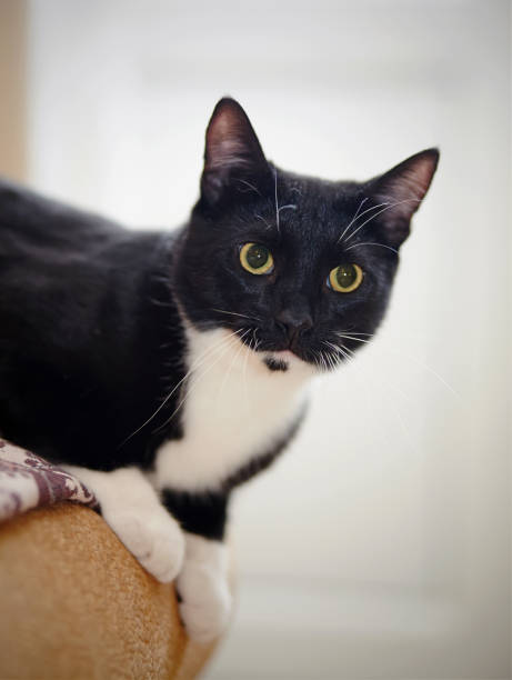 istock Portrait of a domestic cat 697726352