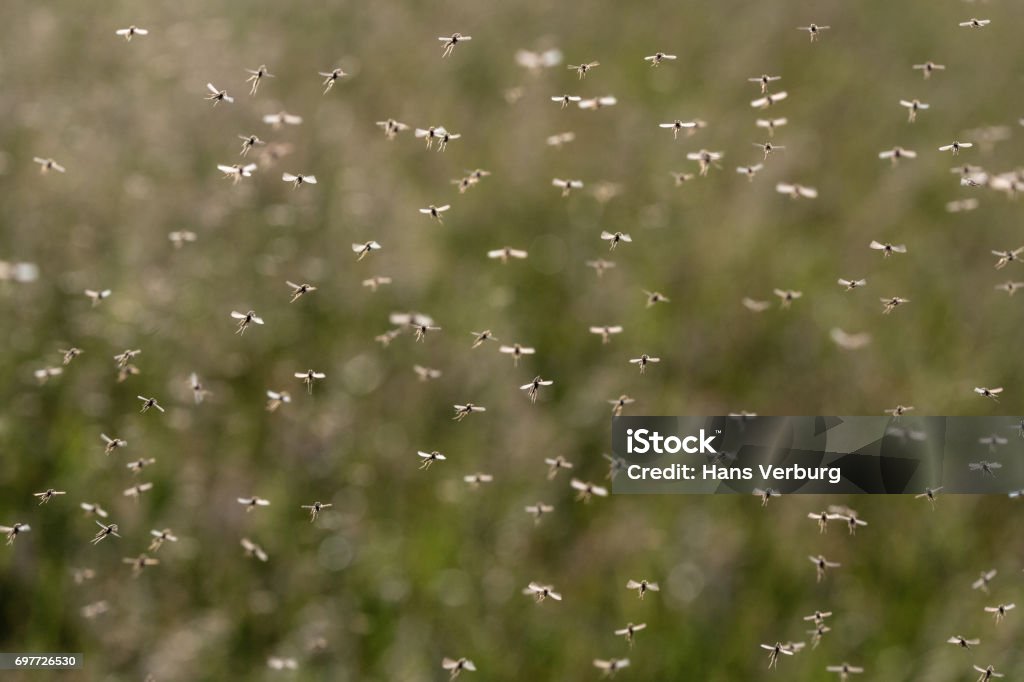 Une nuée de moustiques de vol - Photo de Moustique libre de droits