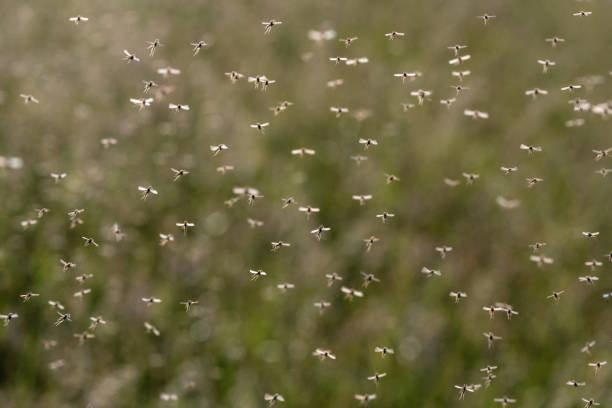 istock A swarm of flying mosquitoes 697726530