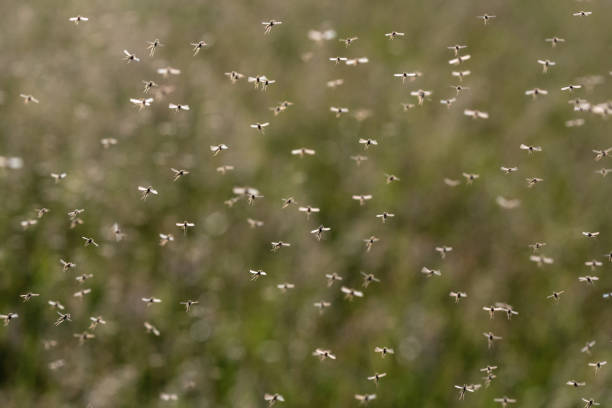 A swarm of flying mosquitoes Side view of a swarm of flying or dancing mosquitoes against a green background. mosquito photos stock pictures, royalty-free photos & images