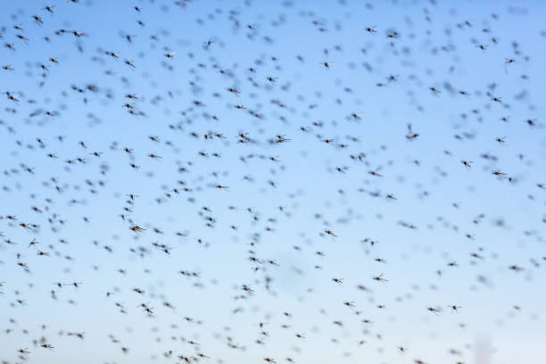 istock A large swarm of mosquitoes. 697726550