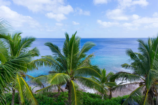 istock Tropical scene palm trees and fronds, ocean and sky. 697728786