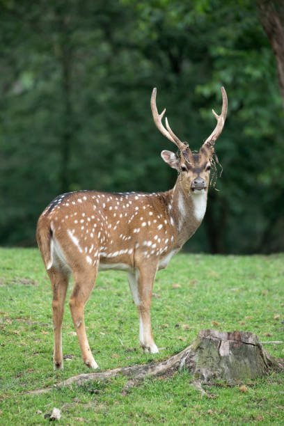 Male Axis Deer (Chital) with dried felt hanging from antlers stock photo