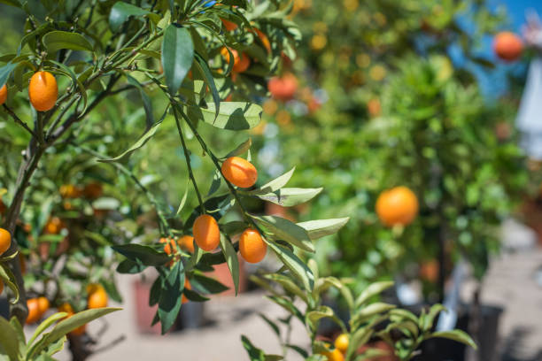istock Kumquat fruit close up on green tree branch 697732932