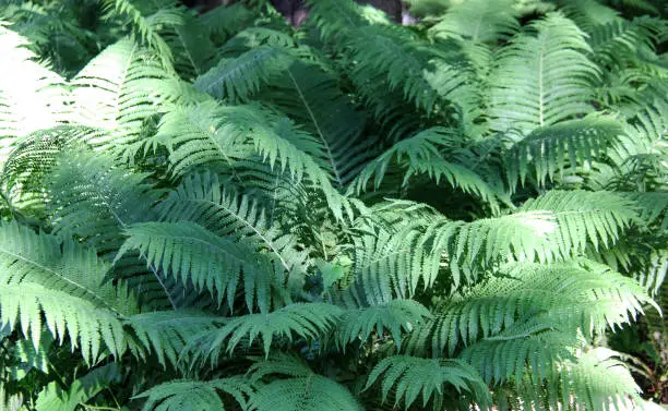 fern, polypody, adder's tongue latvian summer plants
