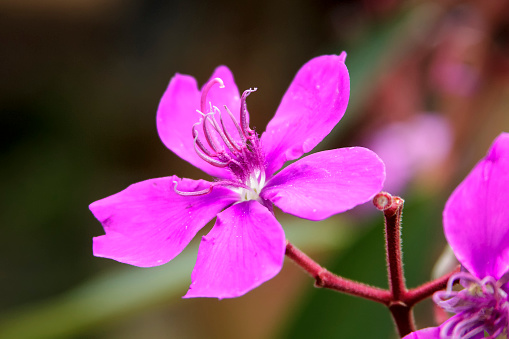 Tibouchina - Lent