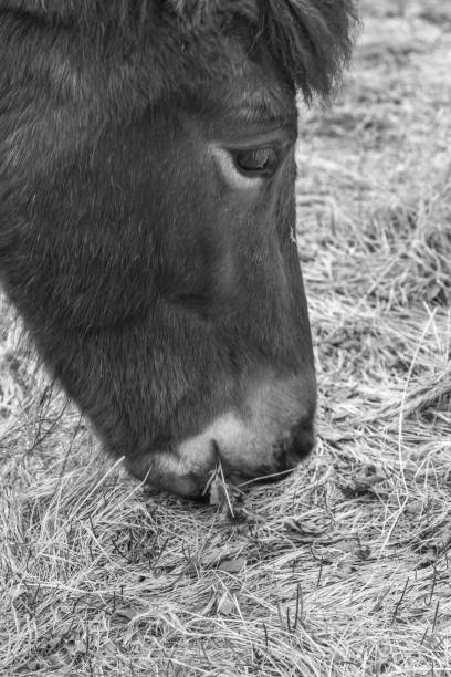 istock Horses in Iceland 697735602