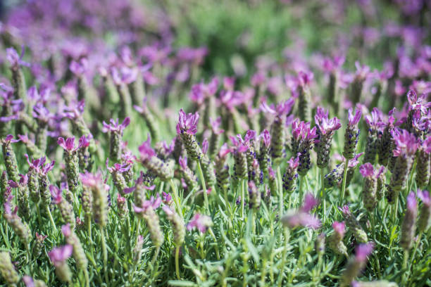 istock Lavender bush close up on violet bloom 697736106