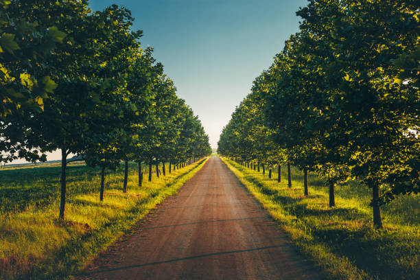 Rows of poplars standing on the left and right along the road. Lefkadia, Russia