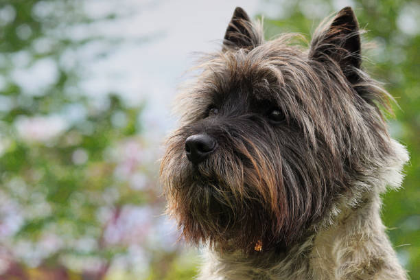 istock Portrait of a cairn terrier 697739270