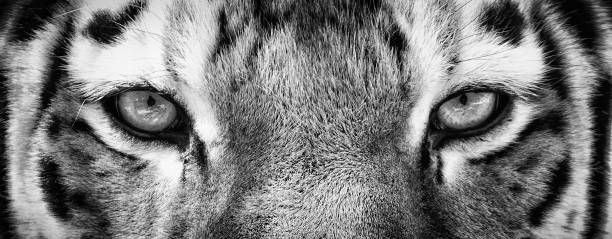 Close up of Siberian Tiger Eyes