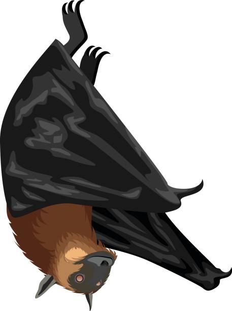 wektorowy nietoperz owocowy lub latający lis - bat fruit bat mammal australia stock illustrations