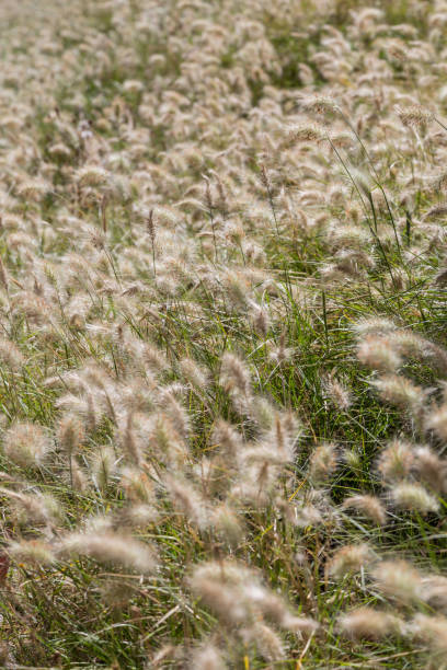 istock field of a wild plants with fluffy spike 697747428